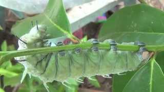 Atlas Moth Attacus Atlas [upl. by Aihsenek]