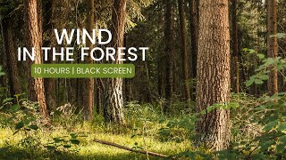 Sound of Wind in the Forest Nature Video 10 hours for study sleep amp relax [upl. by Threlkeld]