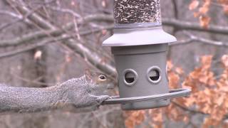 Wild Birds Unlimited  Eliminator™ SquirrelProof Feeder [upl. by Nimocks]