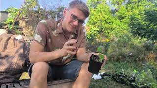 Pflanzen Unboxing 01 I Meine Traumpflanzen ziehen in meinen Garten [upl. by Nylla]