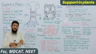 Support in plants  Sclerenchyma vs collenchyma [upl. by Auqenehs974]