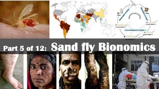 Sand fly Bionomics [upl. by Secor]