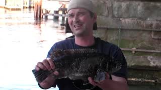 black fishing niantic Connecticut 5lb black fish by the train bridge judd0112 [upl. by Anyd]