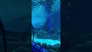 Marineland france 🇨🇵 trending beautiful vacation youtubeshorts viralvideo foryou travel [upl. by Namus]