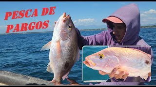 Pesca de PARGOS con SIMBRA con el CAPITÁN CHURELA [upl. by Garihc]