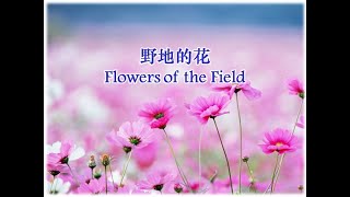 野地的花 Flowers of the Field [upl. by Phyllys350]