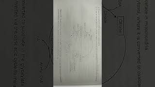 glyoxylate cycle biochemistry [upl. by Jabin]