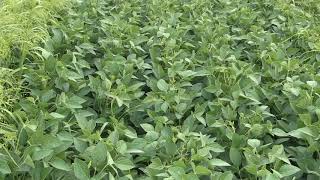 Soybean School  IP Herbicides [upl. by Naghem]