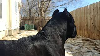 Cane Corso protecting his owner [upl. by Aleta]