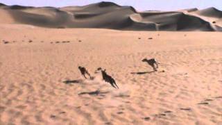 Desert hunting by saluki 9 [upl. by Madelaine334]