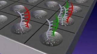 DNA microarrays [upl. by Naibaf]