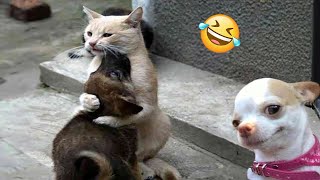 Funniest Cats And Dogs Videos 😁  Best Funny Animal Videos 2024 🥰14 [upl. by Naek]