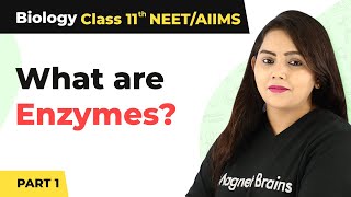 Class 11 Biology Enzymes  Biomolecules Class 11 Biology Enzymes Part 1  Class 11 Biology [upl. by Klement]