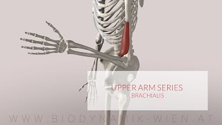 Brachialis Upper Arm Series Part 1 3D Animation [upl. by Yreved748]