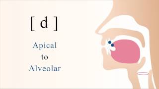 d  voiced unaspirated apical alveolar stop [upl. by Turne]