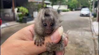 Very adorable marmoset and tamarin monkey [upl. by Adekam]