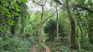 Walking about in Farleigh Woods Live 10092024  Mobile Stream 785 [upl. by Ardnayek766]