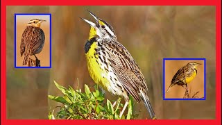 Eastern Meadowlark Song Eastern Meadowlark Call Sounds  Pradero Oriental Canto  Sturnella Magna [upl. by Cleve13]