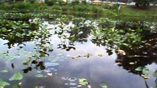 THOMAS WEST PARK POND WESTVILLE NJ FISH KILL [upl. by Eseila]