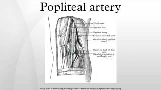 Popliteal artery [upl. by Ihcego]