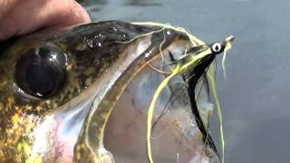 gatineau river walleye gracefield [upl. by Acimot279]