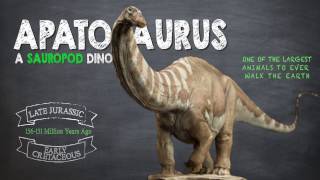 Apatosaurus Facts A Dinosaur Facts video about the enormous Apatosaurus also known as Brontosaurus [upl. by Thgirw]