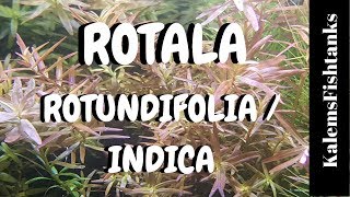 Rotala RotundifoliaIndica Care and Propagation [upl. by Esmeralda239]