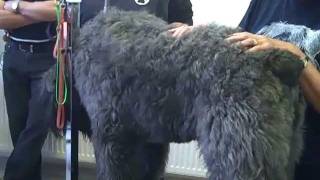 Janets Bouvier Des Flandres Grooming School [upl. by Frydman]