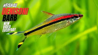 Denisons Barb The Gorgeous Torpedo Barb in Your Aquarium FISH4U [upl. by Llemar]