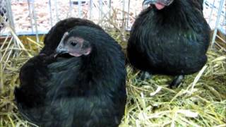 ZwergAustralorps schwarz Australorp naine Exposition Avicole Illfurth 2012 [upl. by Xila]