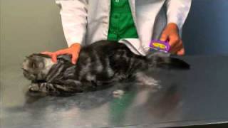 FURminator deShedding Tool for Cats [upl. by Nnaylrebmik561]