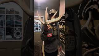 Monster Whitetail Sheds  Massive 4 Point Antler deerhunting shorts whitetaildeer shedhunting [upl. by Atiras]