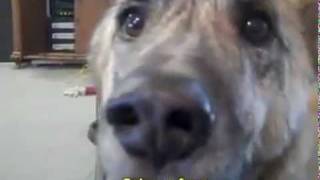 DOG TALKING sub español [upl. by Fania]