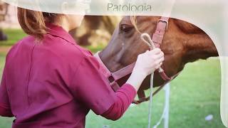 Video de la Facultad de Veterinaria [upl. by Henig]