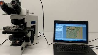 Olympus BX51 Microscope Phase Contrast Darkfield Pred BX53 BOSTONIND  13744 [upl. by Irv]