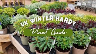 UK winter hardy evergreen plants shrubs and trees for your garden garden gardening flowers [upl. by Aiynot]