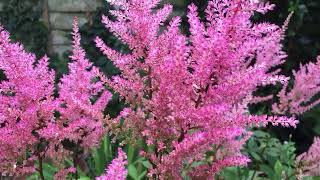 Astilbe grow and care guide  A flowering shade plant [upl. by Anama598]