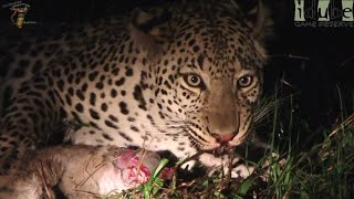 Watch In Awe As A Leopard Devours A Baby Duiker🐆🍼 [upl. by Irodim]