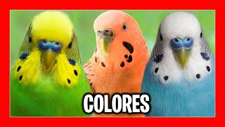 ✅ COLORES DE PERIQUITOS AUSTRALIANOS  MUTACIONES DE PERIQUITOS [upl. by Lucian951]