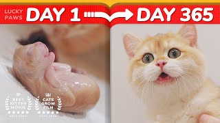 😂Cat Haters Nightmare  How Kittens Grow Up 0365 Days [upl. by Otho]