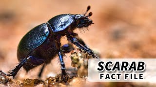 Scarab facts BEETLES of the SCARABAEIDAE family  Animal Fact Files [upl. by Laden970]