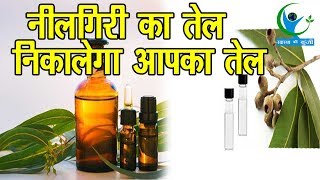 नीलगिरी का तेल किस प्रकार से करता है असर सोच नहीं सकते आप Benefits of Eucalyptus oil [upl. by Ark997]