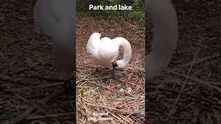 Kissena park and lake between 164th st and Kissena Blvd [upl. by Haimehen58]