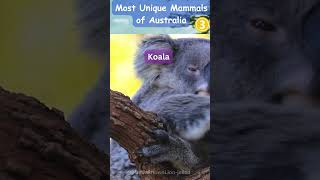 Unveiling the Most Unique Mammals of Australia [upl. by Itisahc400]