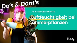 Die ideale Luftfeuchtigkeit für Zimmerpflanzen 🌿  feey [upl. by Weyermann]