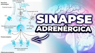 TRANSMISSÃO ADRENÉRGICA  AULA NEUROFISIOLOGIA 4 [upl. by Anelat]