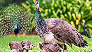 Beautiful peacock chicks hand feeding  mor k bacchno ki khorak  peafowl ka baccha [upl. by Leandro]