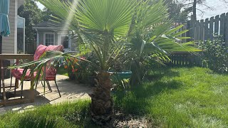 How to grow Washingtonia robusta part 26 6 years [upl. by Aidile]