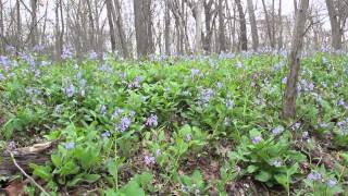 Bluebells Along Bull Run [upl. by Avitzur]