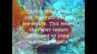 Phylum Porifera Video [upl. by Assille424]